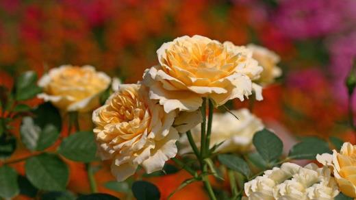 寒露下雨冬天冷吗