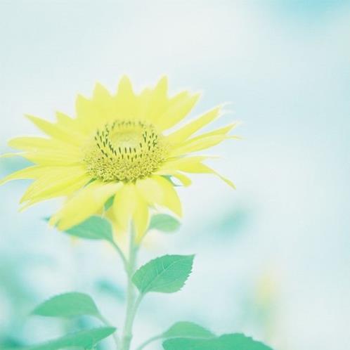 古典的唯美句子[21句] (便是我的整个青春)