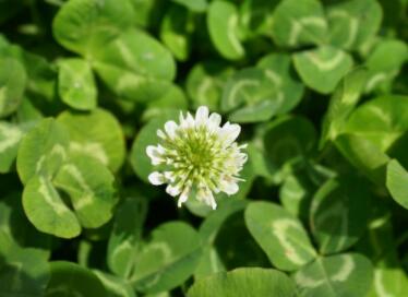 有关植物的公司名字大全