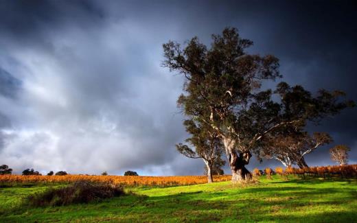 描写绿色的句子有哪些