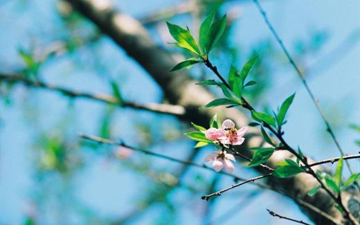 抖音的古风虐心句子