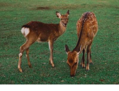 关于神明的温柔文案