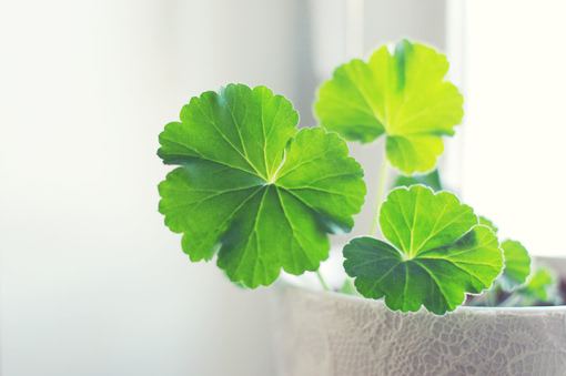 立夏节气朋友圈文案句子简短(76句)