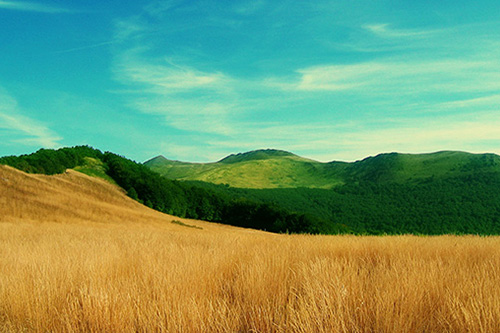 赞美茶花的唯美句子 赞美茶花与心情句子(37句)
