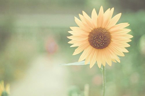 亲亲我的妈妈好词好句