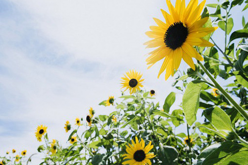 放孔明灯的朋友圈文案 孔明灯许愿的经典说说(63句)