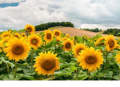 好词好句摘抄大全初中