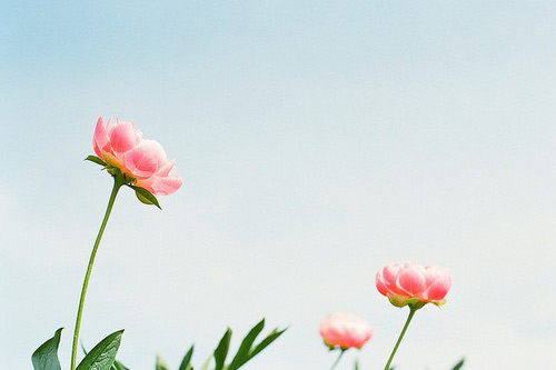 关于年华的唯美句子大全(55句)