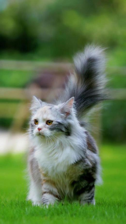 孩子赞美爸爸的话