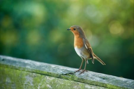 宠物狗的名字大全大全精选116个