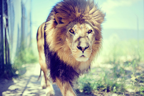 搞笑霸气说说83句