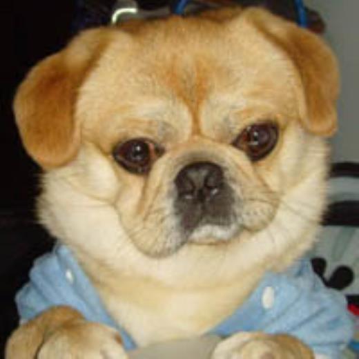 端午节吃粽子的传说