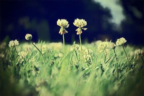 端午节粽子简笔画