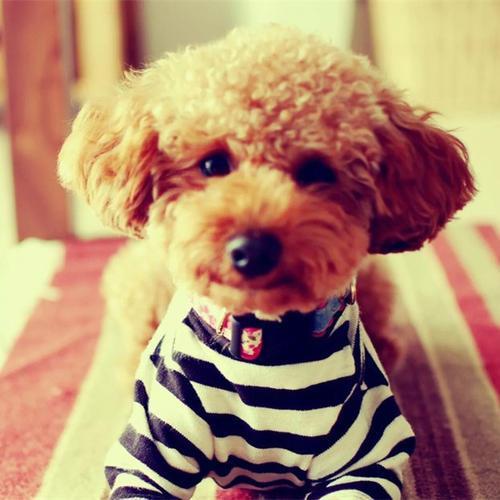 2023好听洋气的狗狗名字推荐,独一无二顺口最火高贵的狗名字-第1张图片- 2023好听洋气的狗狗名字推荐,独一无二顺口最火高贵的狗名字-第1张图片-