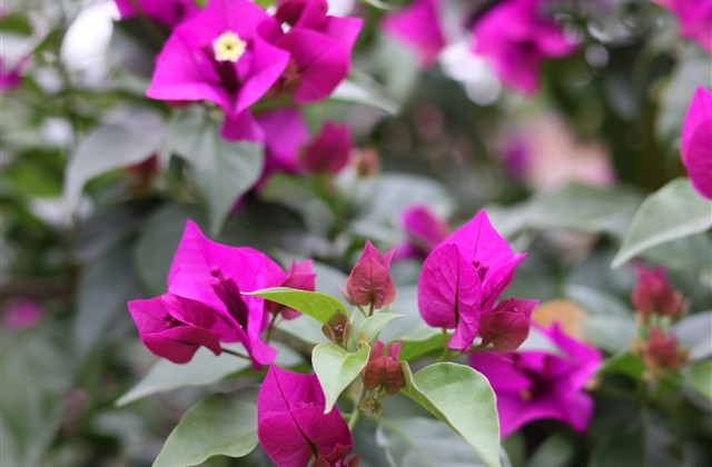 一步一个脚印的最佳表达短句