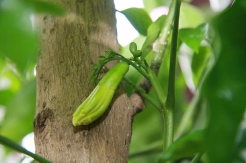 油菜花照片配简短文字