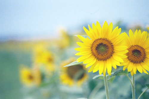 春天抒情的句子80句