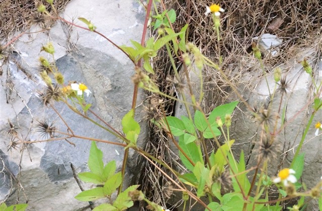 穿越火线6字名字文雅(996个)