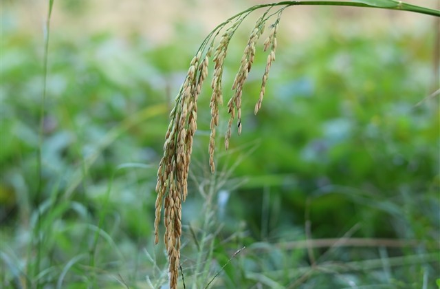 个性网名男生成熟稳重(共1206个)