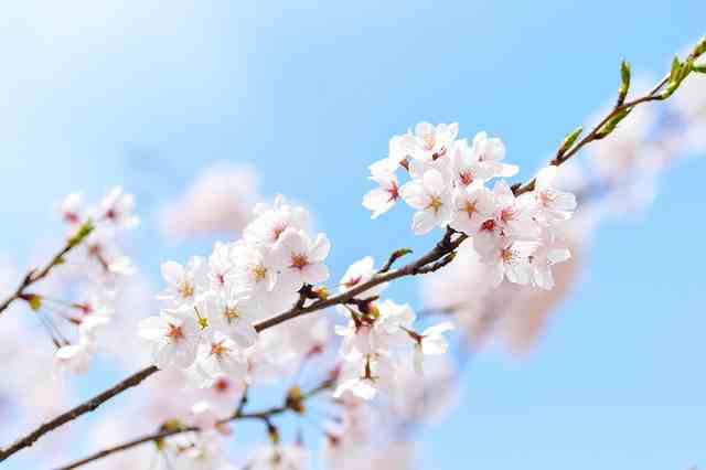 有关梅花的好词好句