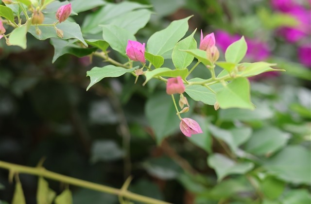 天刀游戏雅而不俗的名字(精选750个) 天刀游戏雅而不俗的名字(精选750个)