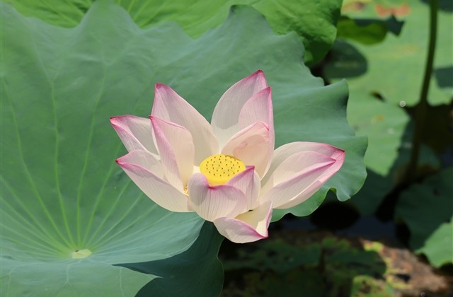 独特又干净的昵称合集(精选773个)