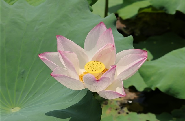 调皮好玩搞笑网名(精选430个) 调皮好玩搞笑网名(精选430个)