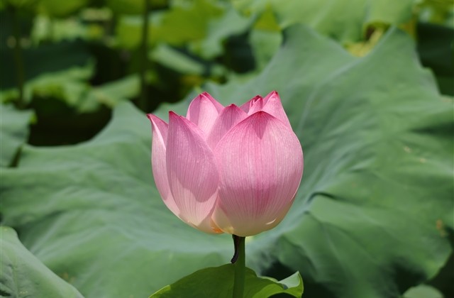 简洁大气的早餐店名字大全(63个) 简洁大气的早餐店名字大全(63个)