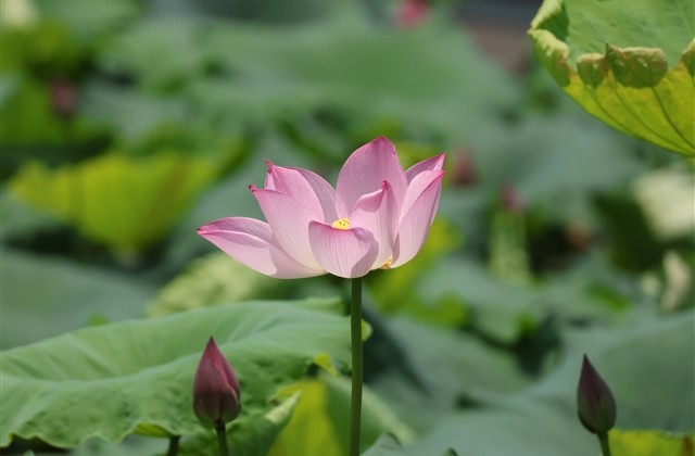 超好听的神仙网名(共81个)