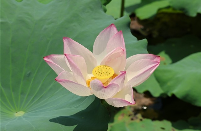 稀有漂亮符号昵称大全(64个) 稀有漂亮符号昵称大全(64个)