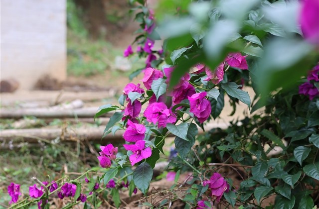 四个字情侣名字古风唯美一对 四个字情侣名字古风唯美一对