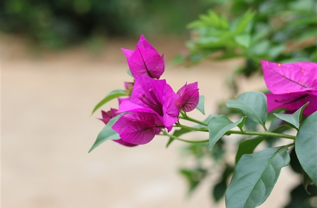 全世界最好看最可爱的的网名(564个) 全世界最好看最可爱的的网名(564个)