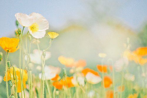 重阳节营销文案 重阳节文案(精选92句)