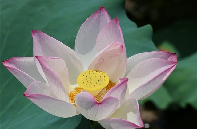 王者荣耀霸气装逼游戏名字(精选338个) 王者荣耀霸气装逼游戏名字(精选338个)