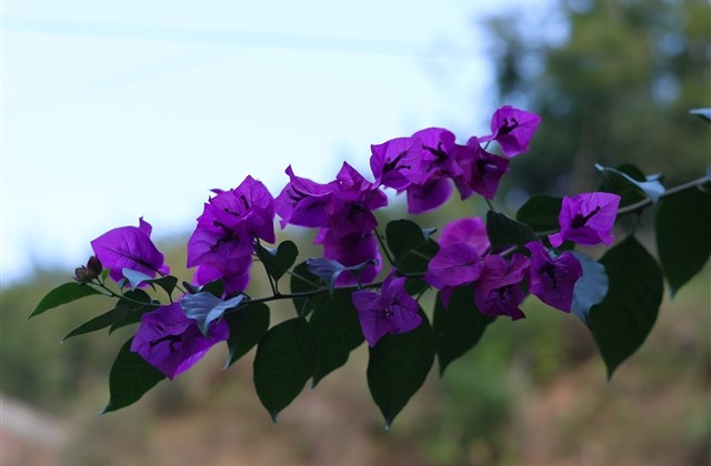 王者荣耀霸气装逼游戏名字(精选338个) 王者荣耀霸气装逼游戏名字(精选338个)