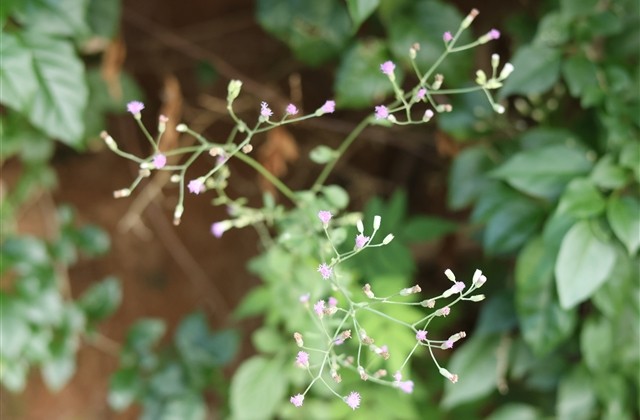 好听稀少的游戏ID 好听稀少的游戏ID