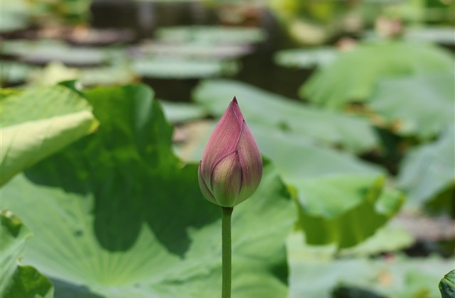 孤独寂寞伤心的网名(共313个) 孤独寂寞伤心的网名(共313个)