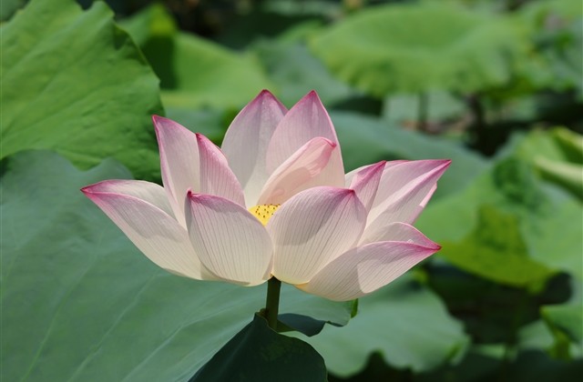 无人注册的网名(236个) 无人注册的网名(236个)