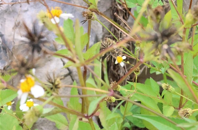 王者吸引妹子的游戏名(223个) 王者吸引妹子的游戏名(223个)