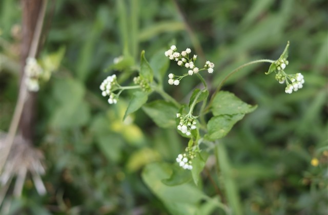 带有诗意的名字四个字(优选204个) 带有诗意的名字四个字(优选204个)