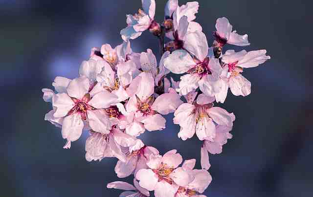 描写赞美梅花的句子20句