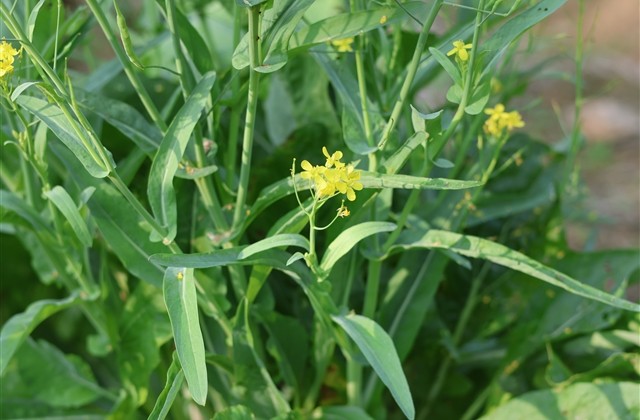 街头篮球名字大全(优选163个) 街头篮球名字大全(优选163个)