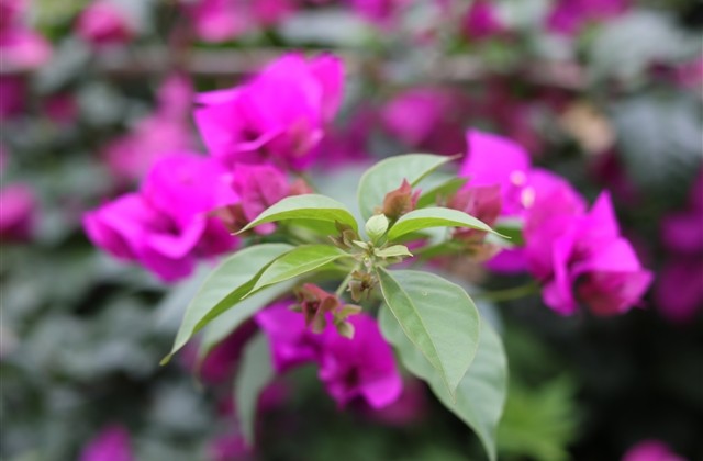 女生一个字网名干净温柔