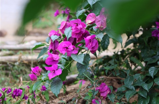 光明大陆好听的名字(精选133个) 光明大陆好听的名字(精选133个)