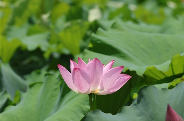 经典个性意境网名(优选135个)