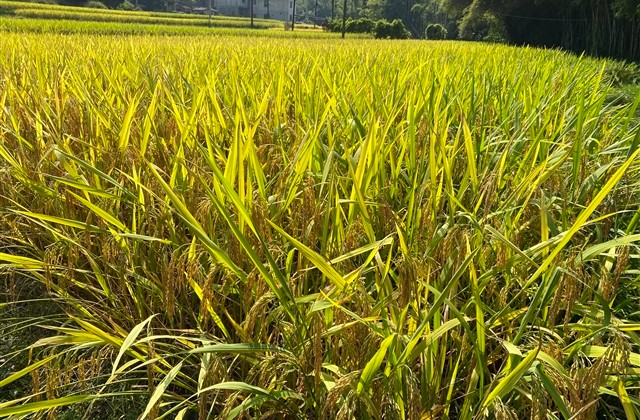 70后女人高贵典雅网名(精选66个)