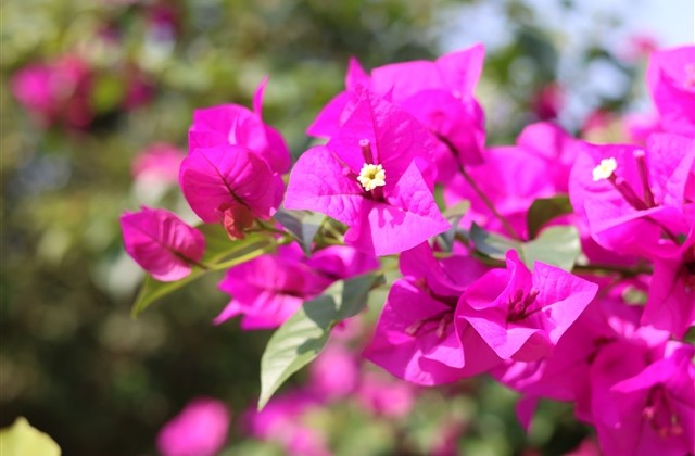 带微字的个性霸气网名精选(精选58个) 带微字的个性霸气网名精选(精选58个)