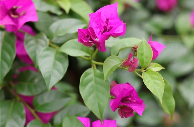 好听的欧美风网名(67个)