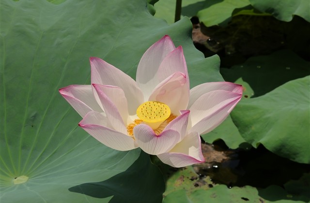 欧美小清新网名(68个)