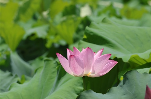 欧美小清新网名(68个)